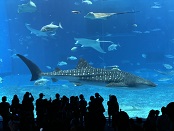 ２日目：沖縄美ら海水族館の写真です！！！