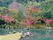 天龍寺の紅葉は色づき始めでした。
