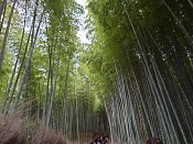 竹林の小径です。散策している人は多めです。